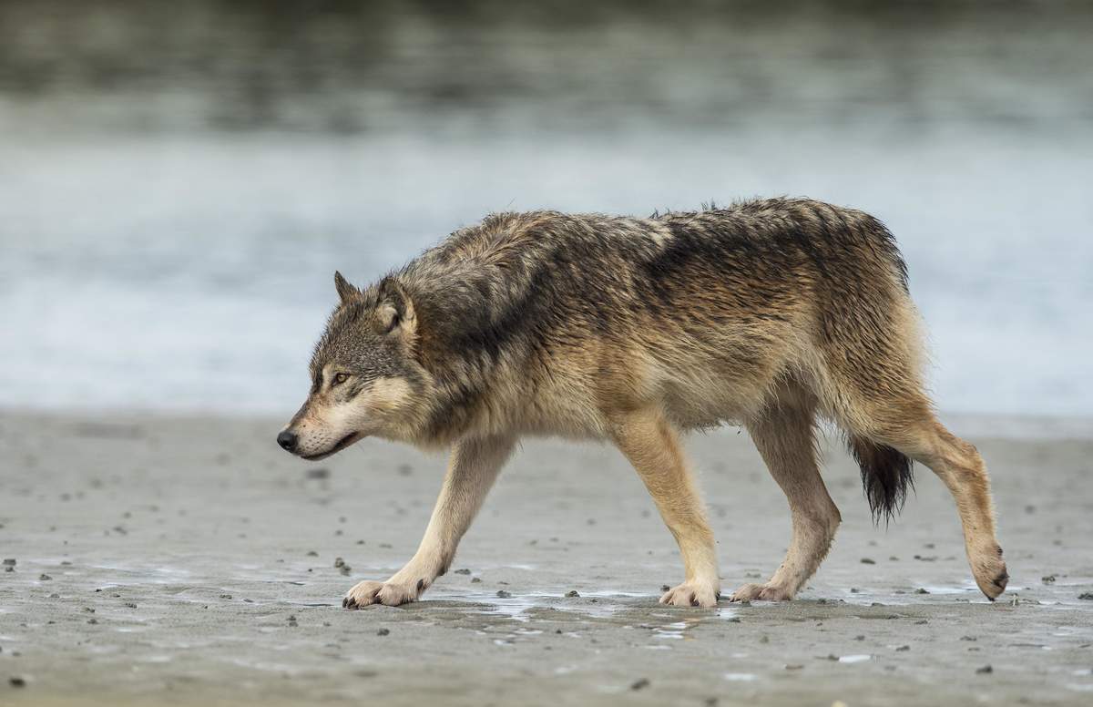 Seeking The Science Behind B.C.’s Wolf Cull | The Narwhal